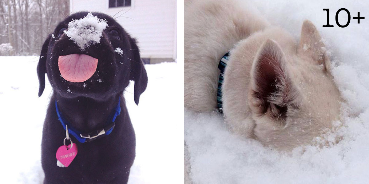 10+ chlupáčů, kteří vidí sníh poprvé v životě